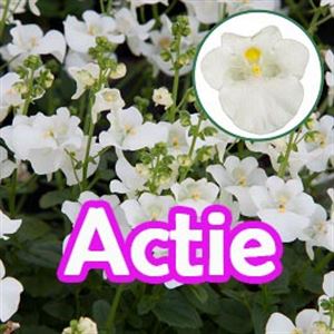 Afbeelding van Diascia P12 "Actie" White